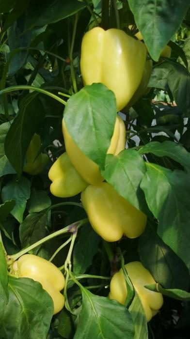 ARDEI GRAS HIBRID SILVERADO F1 -CAPSICO - imagine 5