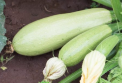 .DOVLECEL ALBATOK -ZKI Ungaria,