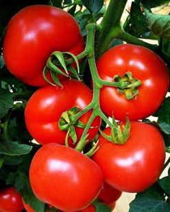 .BELLADONA F1 (HAZERA SEEDS)