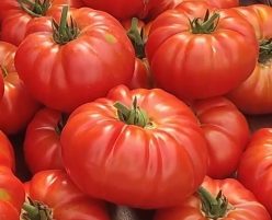 BUFFALOSTEAK F1 (Clause)