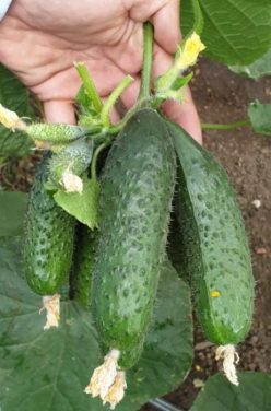 „„CASTRAVETI HIBRID CASSIUS F1-ZKI Ungaria (100s)