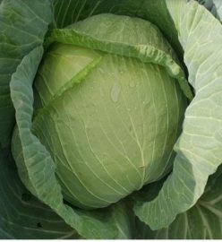 „„VARZA CATALEYA F1 (100s)