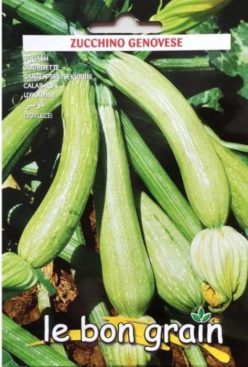 Dovlecei ZUCCHINO GENOVESE