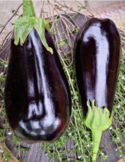 VINETE KREOLA F1 (25s)