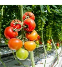 .LUGAS F1-ZKI Ungaria,(10s)