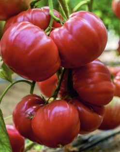 _OXHEART BELMONTE (Gigant)/ INIMĂ DE BOU BELMONTE (FRATELLI INGEGNOLI )-25s