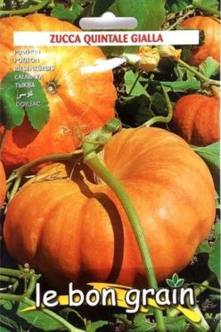 Dovleac QUINTALE GIALLA