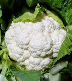 „„CONOPIDA RAOUL F1 (100s)