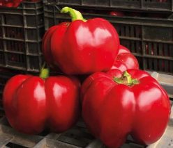 GOGOSARI HIBRID TEMES F1-ZKI Ungaria