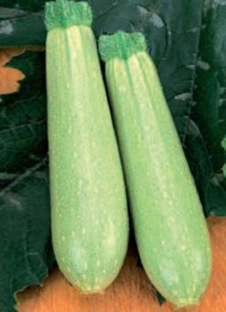 .DOVLECEI HIBRID PROFESIONALI ESKENDERANI F1-SEMINIS