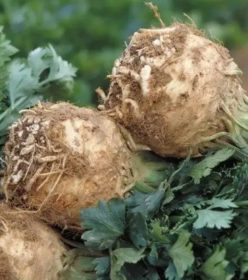 „TELINĂ HIBRID PRINZ F1-Novisem Olanda (1.000s)