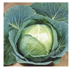 „„Varză  ROEM VAN ENKHUIZEN 2 (Pentru murat)