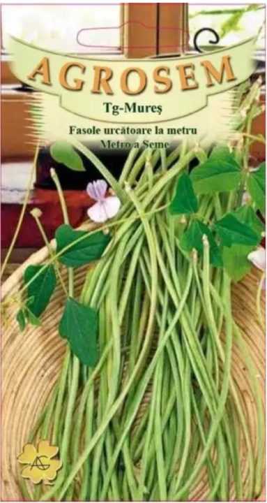 Fasole urcătoare METRO (VERDE) - imagine 2