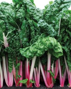 „SPANAC PERMANENT PEPPERMINT