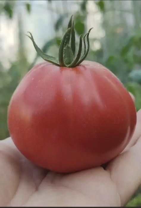 _CUORE DELLA RIVIERA/INIMĂ DE BOU DE RIVIERA