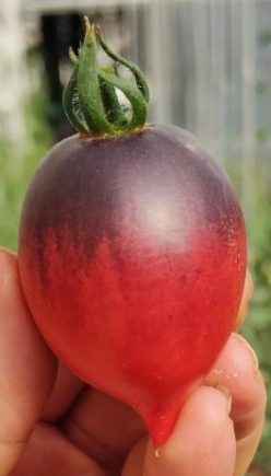 PASCAL DE PICARDIE (25s)