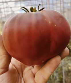 INIMĂ DE CIOCOLATĂ(FLORIAN ) 25s