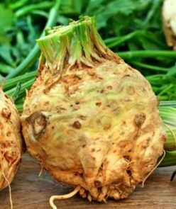 TELINĂ MENTOR -Novisem Olanda (1.000s)