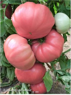 ROZOV GRADINSKI/ ROZ DE GRĂDINĂ (GIGANT) FLORIAN 30s