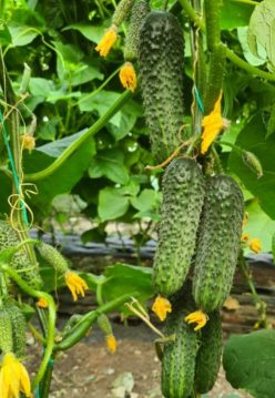 _Castraveti AVELLA F1