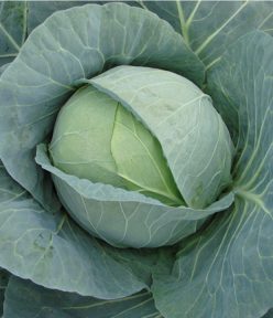 VARZĂ HIBRID BUCHAREST F1-Seminis