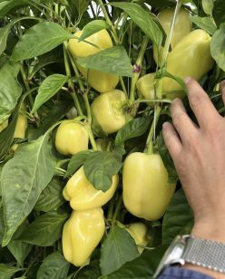 ARDEI GRAS BURABELLA RZ F1