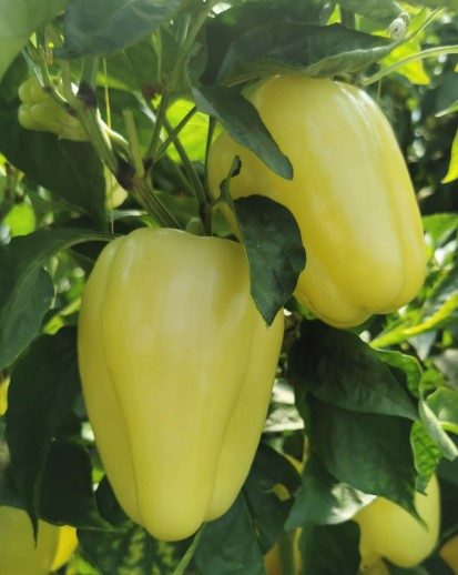 ARDEI GRAS BURABELLA RZ F1 - imagine 5