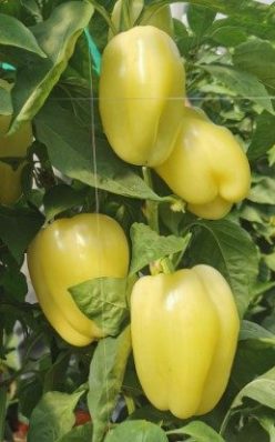 ARDEI GRAS BURABELLA RZ F1