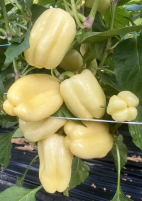 ARDEI GRAS BURABELLA RZ F1 - imagine 4