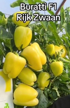 ARDEI GRAS BURATTI RZ F1