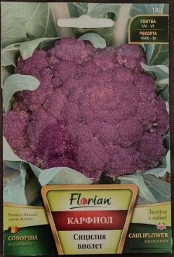 „„Conopidă SCILLA VIOLET