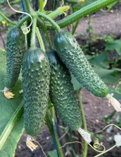 _CASTRAVETI  GEORG F1 (ENZA ZADEN)