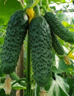 CASTRAVETI HIBRID MADRILENE F1