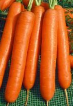 MORCOVI NANTES 5 NABA (Profesional)