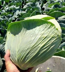 VARZĂ HIBRID PLATOON F1 (PENTRU MURAT)