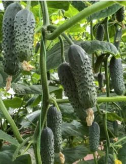 .Castraveti ROMARA RZ F1 (Rijk Zwaan)