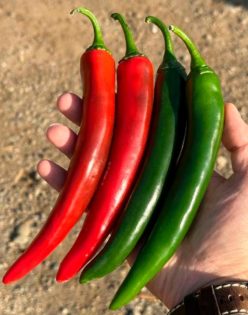 ARDEI IUTE HIBRID SHALLAL F1 (PROFESIONAL)