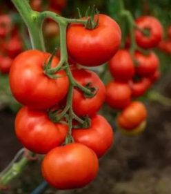 ALASIA RZ F1-RIJK ZWAAN