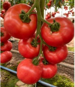 ANNENFELD RZ F1-RIJK ZWAAN