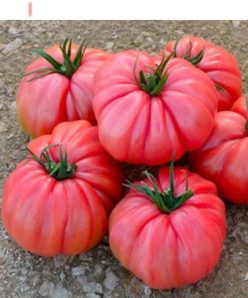 BUFFALOPINK F1 (HMC44169) -Clause