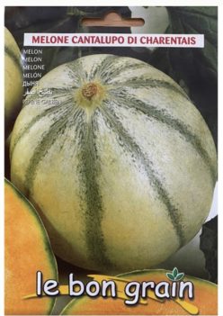 Pepeni galbeni CANTALUPO DI CHARENTAIS