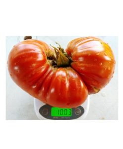 SOIURI MARI ȘI GIGANT