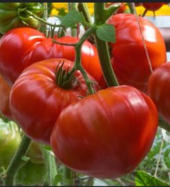 GOURMANDIA F1 -Clause