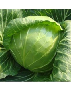 Varză hibrid JETMA RZ F1 (1000s)