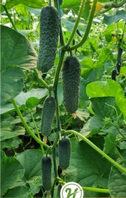 __CASTRAVETI KITTO F1 (HAZERA SEEDS)