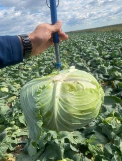 Varză hibrid MADALYA RZ F1 (1000s)