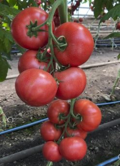 MANUSA RZ F1-RIJK ZWAAN