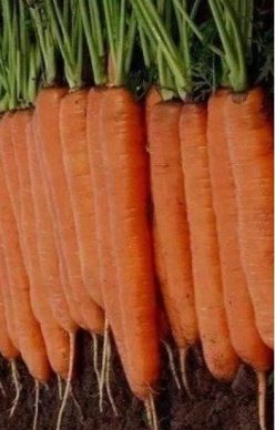 „„MORCOVI NANTES-MONANTA RZ F1 (HIBRID PROFESIONAL )