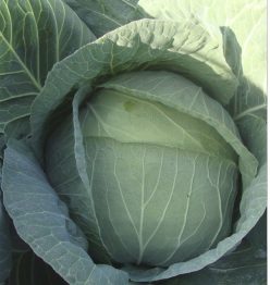 Varză hibrid MULTIMA RZ F1 (1000s)