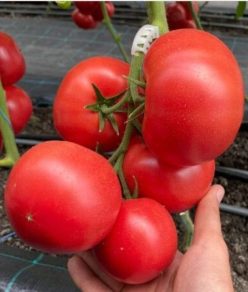 NARGIZA RZ F1-RIJK ZWAAN